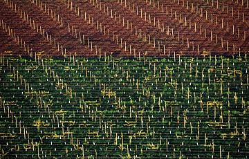 «Виноградники. Австралія», 2004